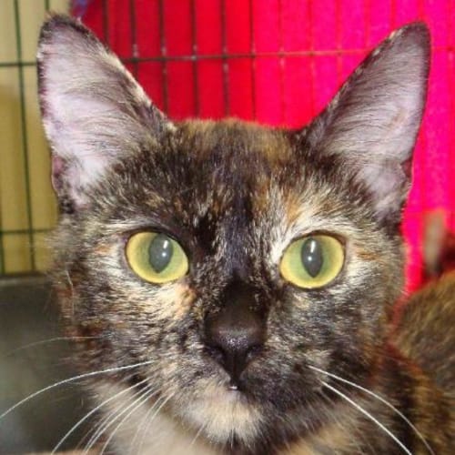 No photo for Ada   Available Mid Feb