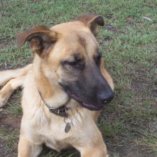 No photo for Sarge On Trial With His New Family