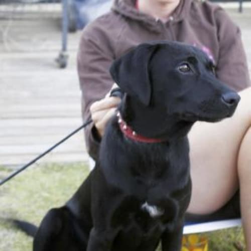 No photo for ***Urgent*** Banjo