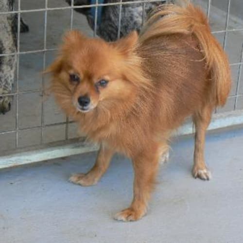 No photo for Buloke Pom