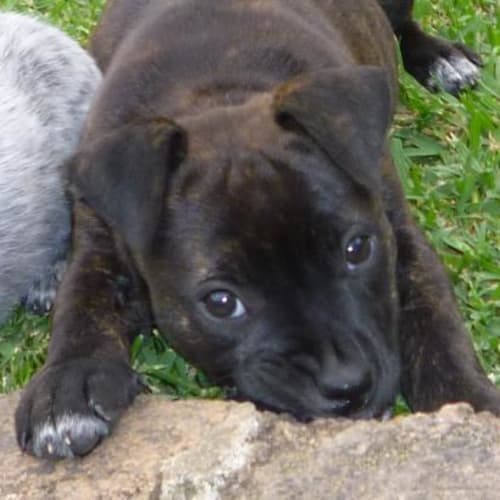 No photo for Rosie**New Home Pending**