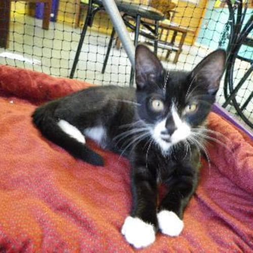 No photo for Antonio