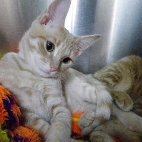 No photo for Champagne Charlie