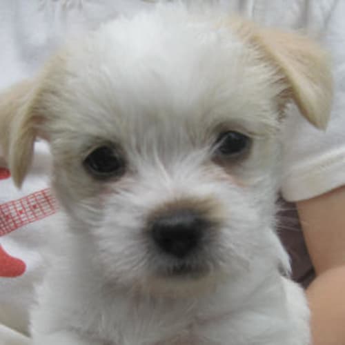 No photo for Beatrix