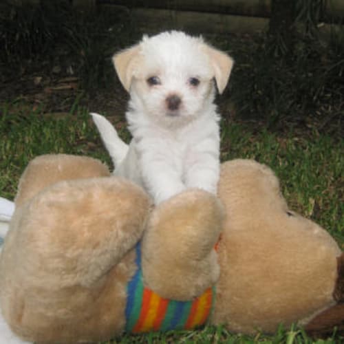 No photo for Eugenie