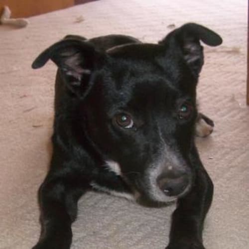 No photo for Scooter