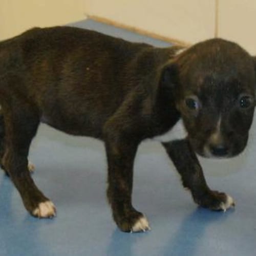 No photo for Montana