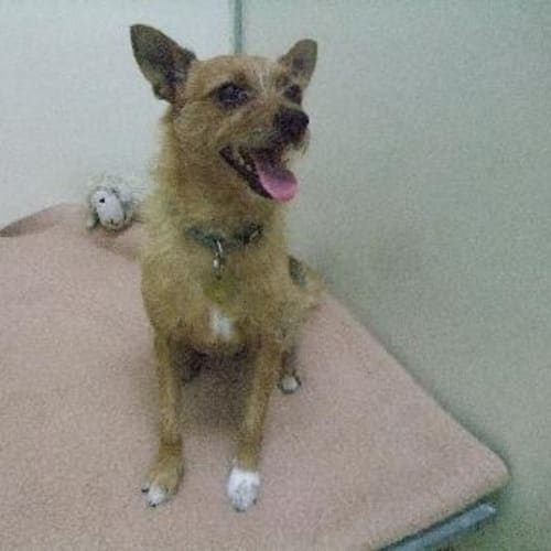 No photo for A6124 "Zara"