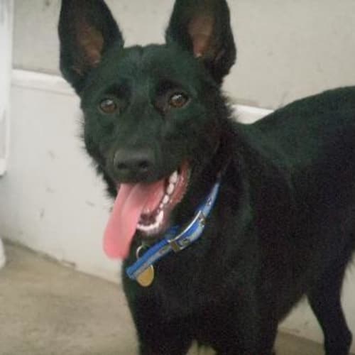 No photo for A6125 "Blackie"