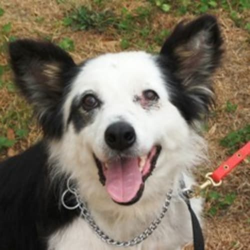 No photo for Jessie *Adoption Pending*