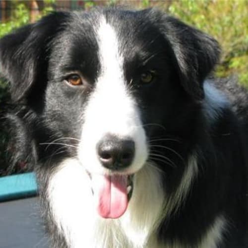 No photo for *On Trial* Banjo