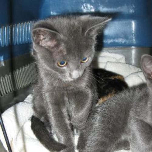 No photo for Angelina