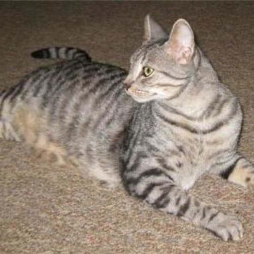 No photo for Mikey (Tag C1380) *Adopted*