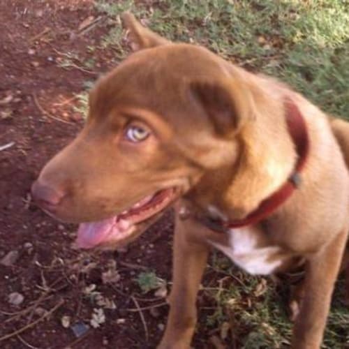 No photo for Chai   Adopted