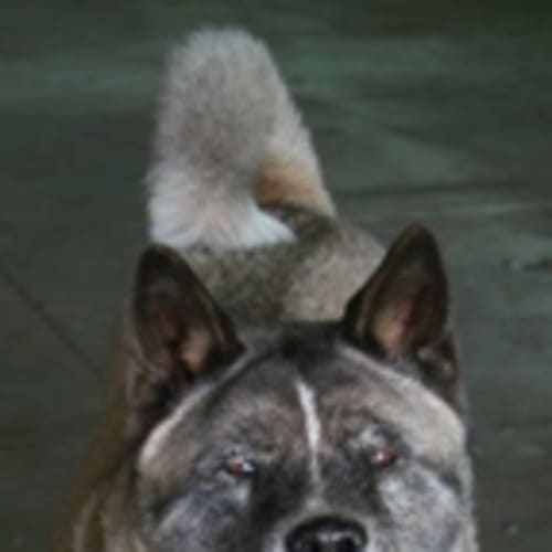 No photo for Kita   Adopted