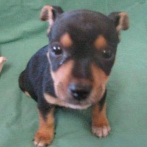 No photo for Matilda   Adopted