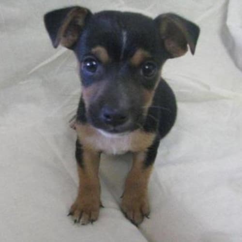 No photo for Bailey   Adopted