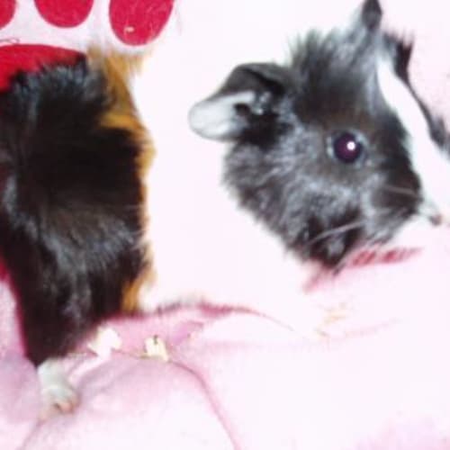 No photo for On Hold   Cotton Tail