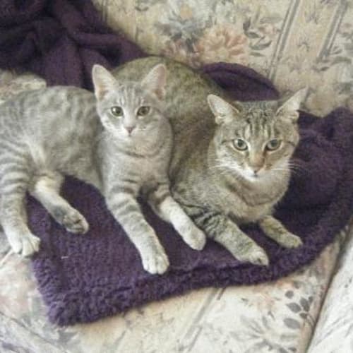 No photo for Mum Puss