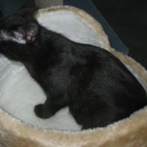 No photo for Salem