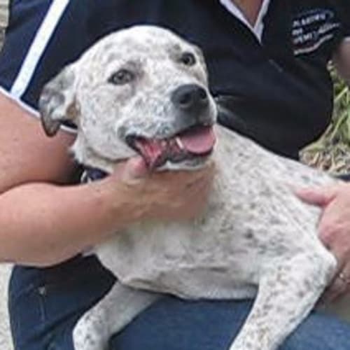 No photo for Ginger Spot On Trial