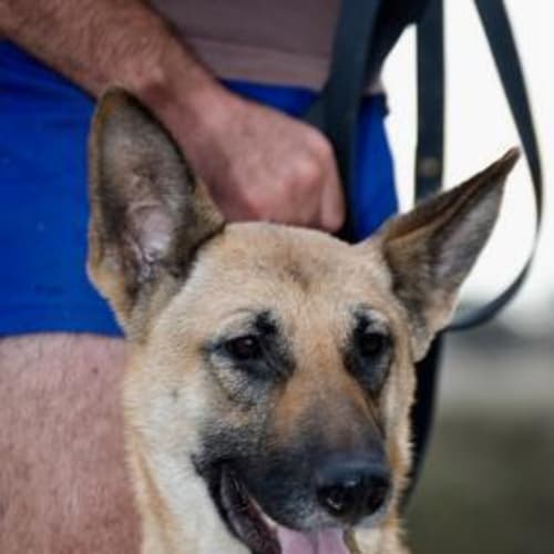 No photo for Kimba (On Trial)