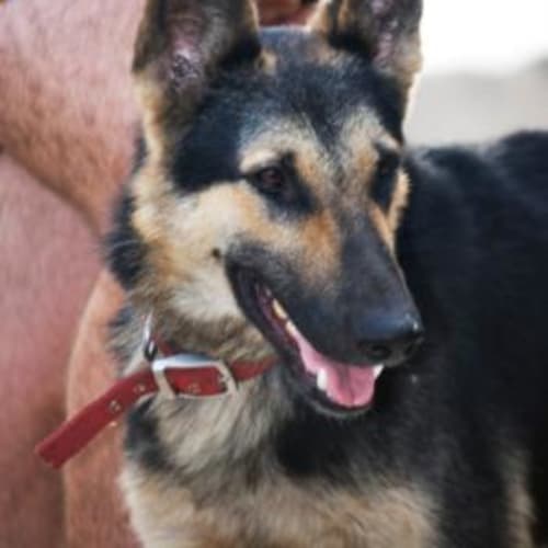 No photo for Hero (On Trial)