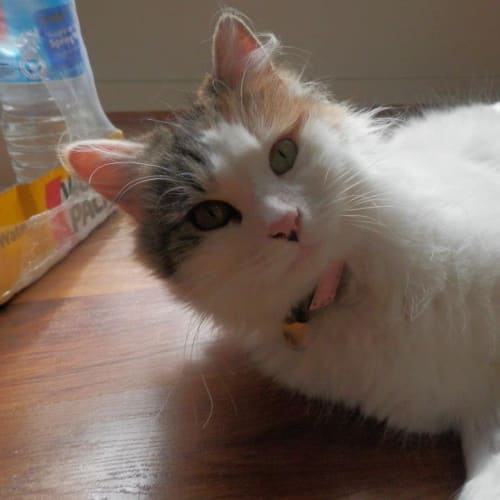 No photo for Pound Cats | Miss Almonds