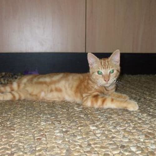 No photo for Tom Tom