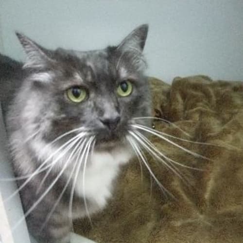 C5667 "Kitty"