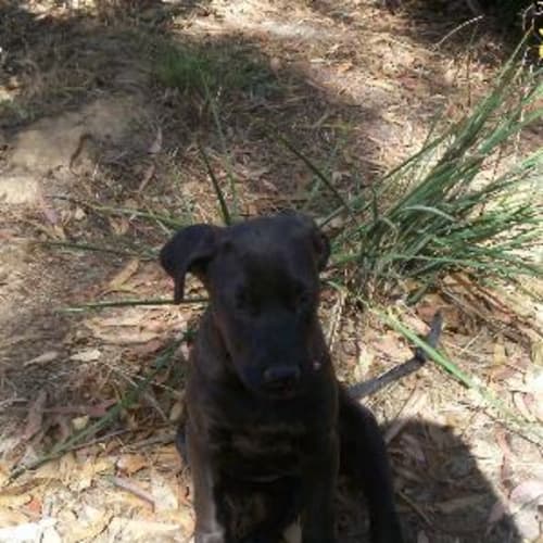 No photo for "Dobby"   Adopted