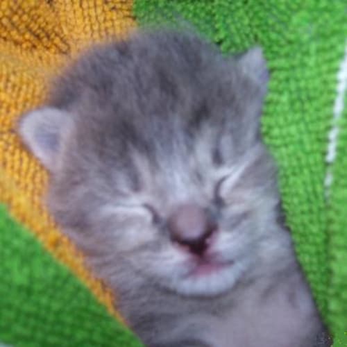 No photo for Zuni