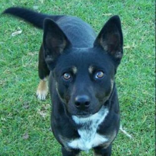 Arrow Adopted