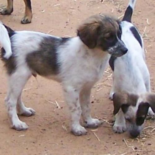 Patches - Adopted