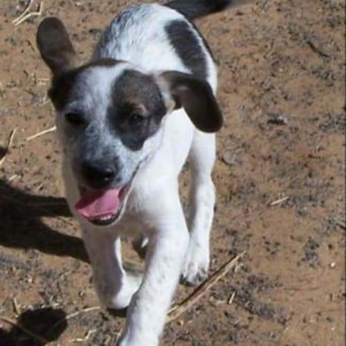 Freckles Adopted