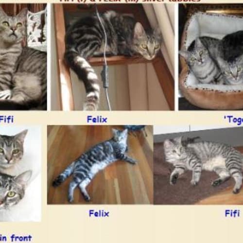 No photo for Fifi And Felix