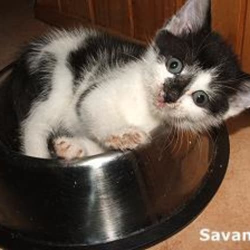 No photo for Savannah