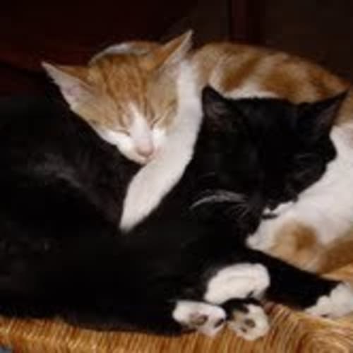 No photo for Schmoo And Sylvester