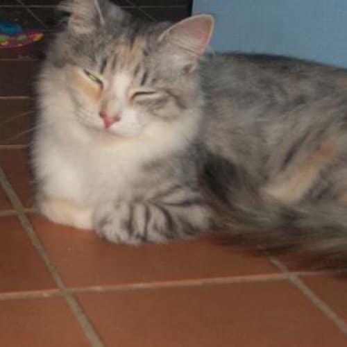 Belle