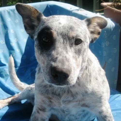 No photo for Nulla   **On Trial**