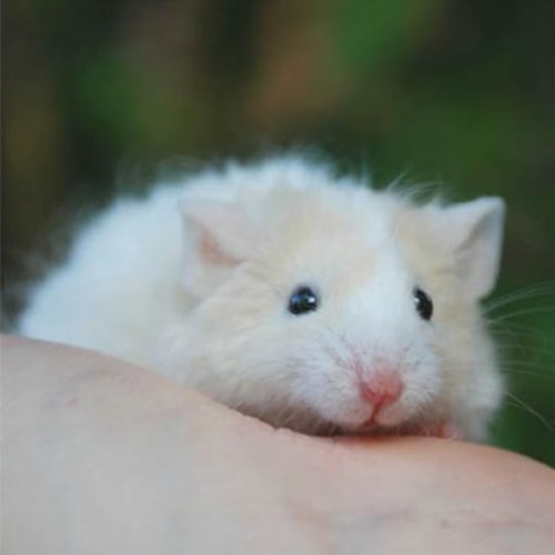 No photo for Eenie