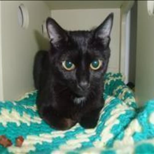 Missy C4941