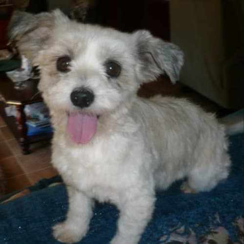 No photo for Hannah Montana   Adopted