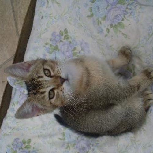 No photo for Bailey   I'm On Trial In My New Home