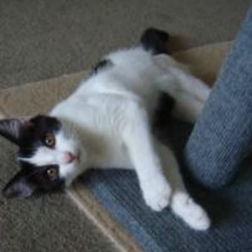 No photo for Playful