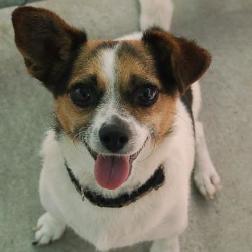 No photo for Bubbles