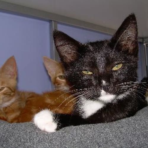 No photo for Def Leppard