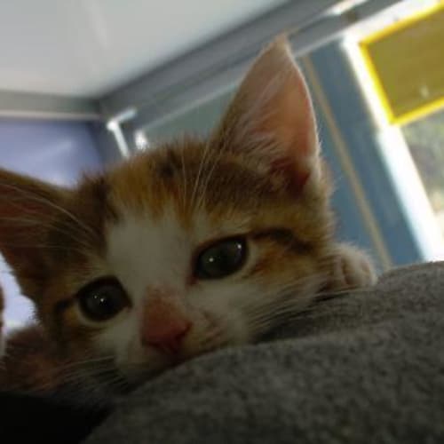 No photo for Britney