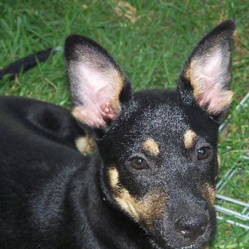 No photo for Penny On Trial