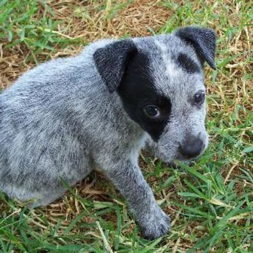 No photo for Patch On Trial